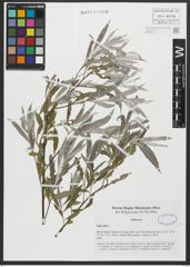 Foto von Salix alba L.